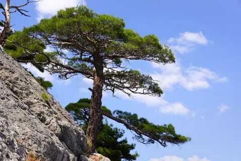Сосна крымская растет