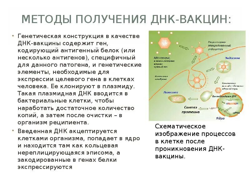 Генная вакцина. Вакцины, содержащие ДНК. Целевой ген как получают. Что такое рибосомальные ВАКЦИНЫДНК вакцины. Аммиак в растительных клетках акцептируется.