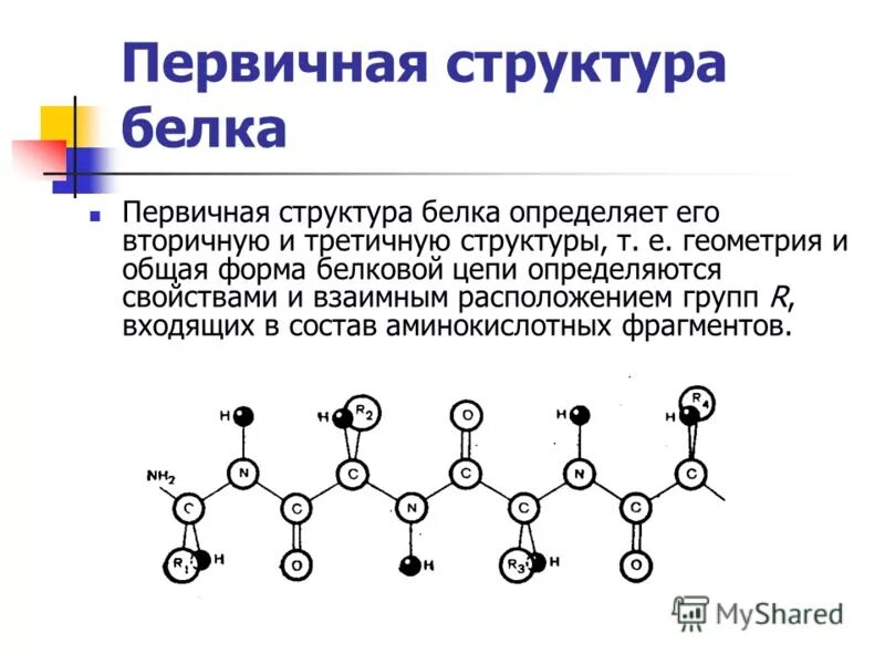 Первичная структура белка называют