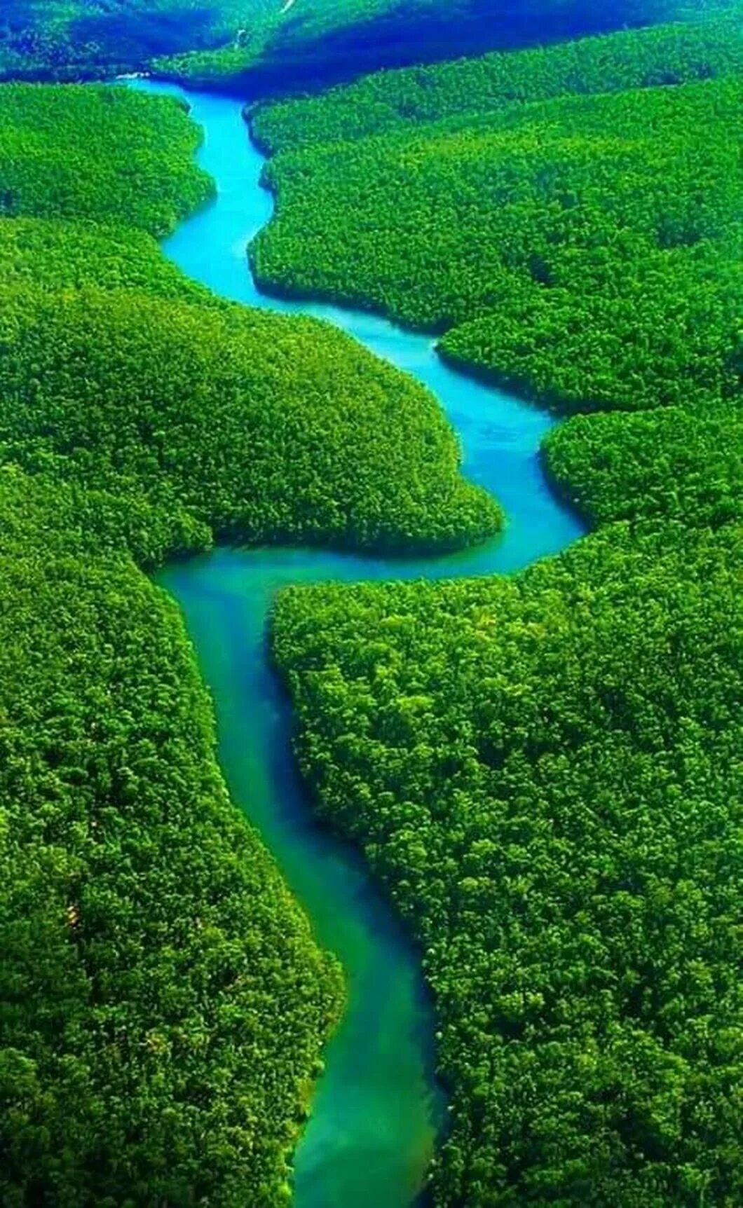 Amazon borneo congo. Бразилия тропические леса Сельва. Река Амазонка в Бразилии. Сельва Южной Америки. Южная Америка река Амазонка.