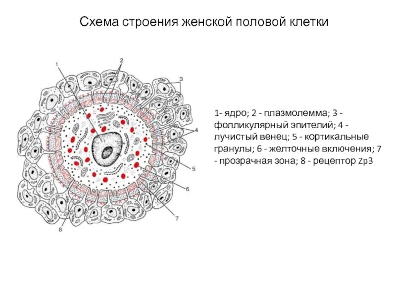 Название женской половой клетки. Яйцеклетка млекопитающего гистология. Яйцеклетка млекопитающего гистология препарат. Схема строения яйцеклетки гистология. Строение яйцеклетки цитолемма.