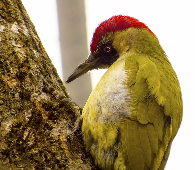 птица зеленый дятел. зеленый дятел желна. левайлантов зелёный дятел. птица зеленый дятел. зеленый дятел.