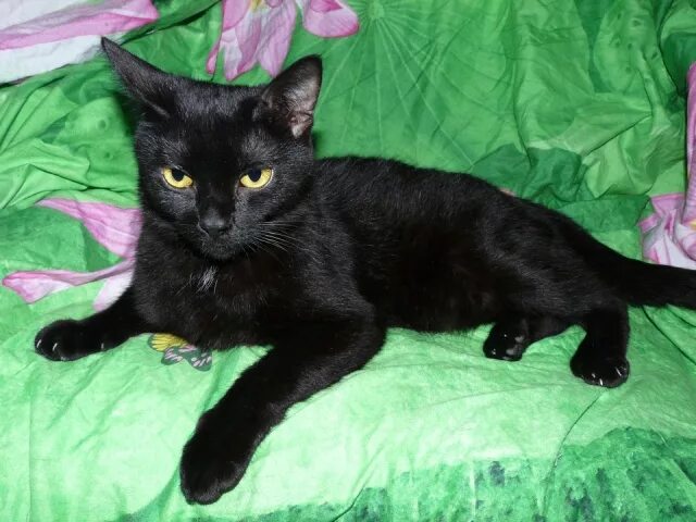 патронажная служба логотип. авито животные кошки и котята. добрые руки череповец. невская маскарадная кошка в добрые руки. добрые руки череповец.