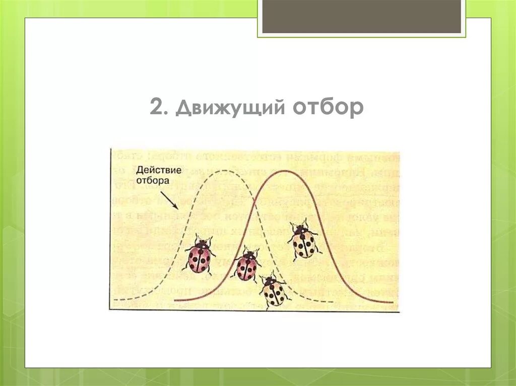 Какую форму отбора иллюстрирует данный рисунок. Схема действия движущего отбора. Формы естественного отбора. Движущий отбор схема. Формы естественного отбора схема.