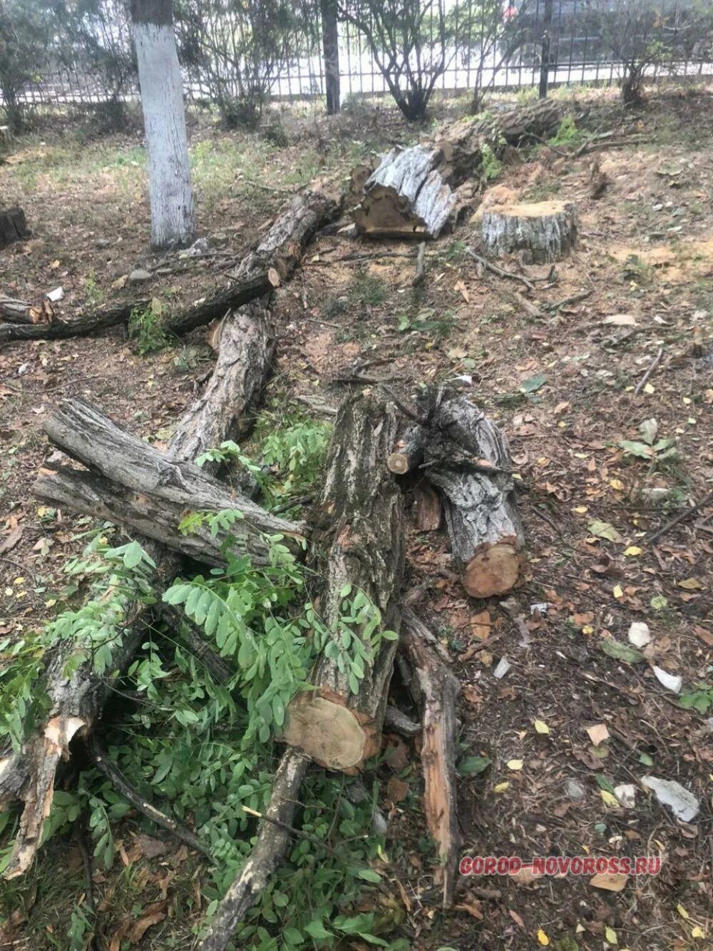 Спилили дерево с террористом. Упавшее дерево. Срубленные деревья. Спиленное дерево. ПОГИБАЮЩЕЕ дерево.