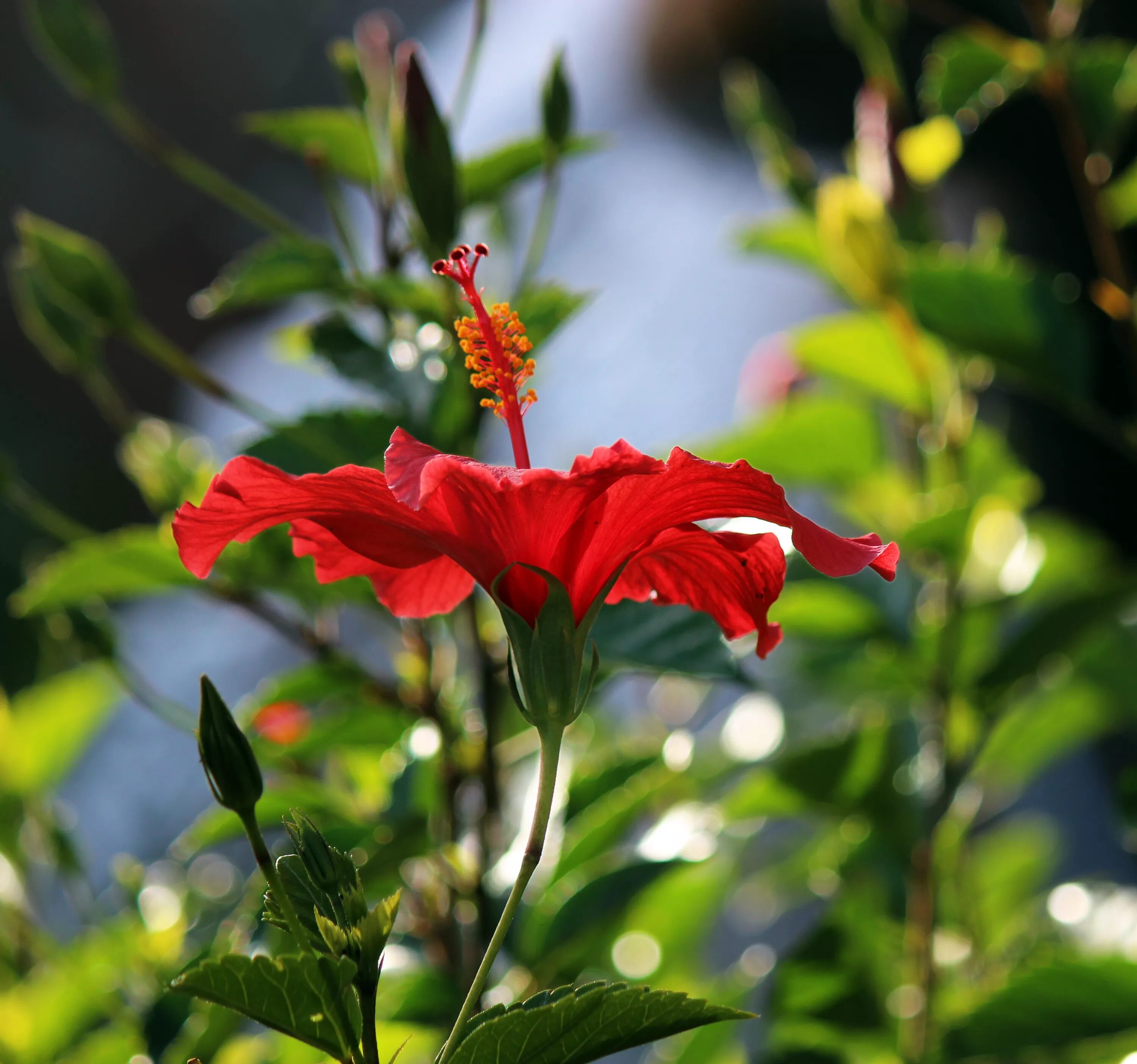 Зацветает красно. Гибискус тропический. Синемаграфия гибискус. Red Hibiscus Flower. Гибискус в дикой природе.