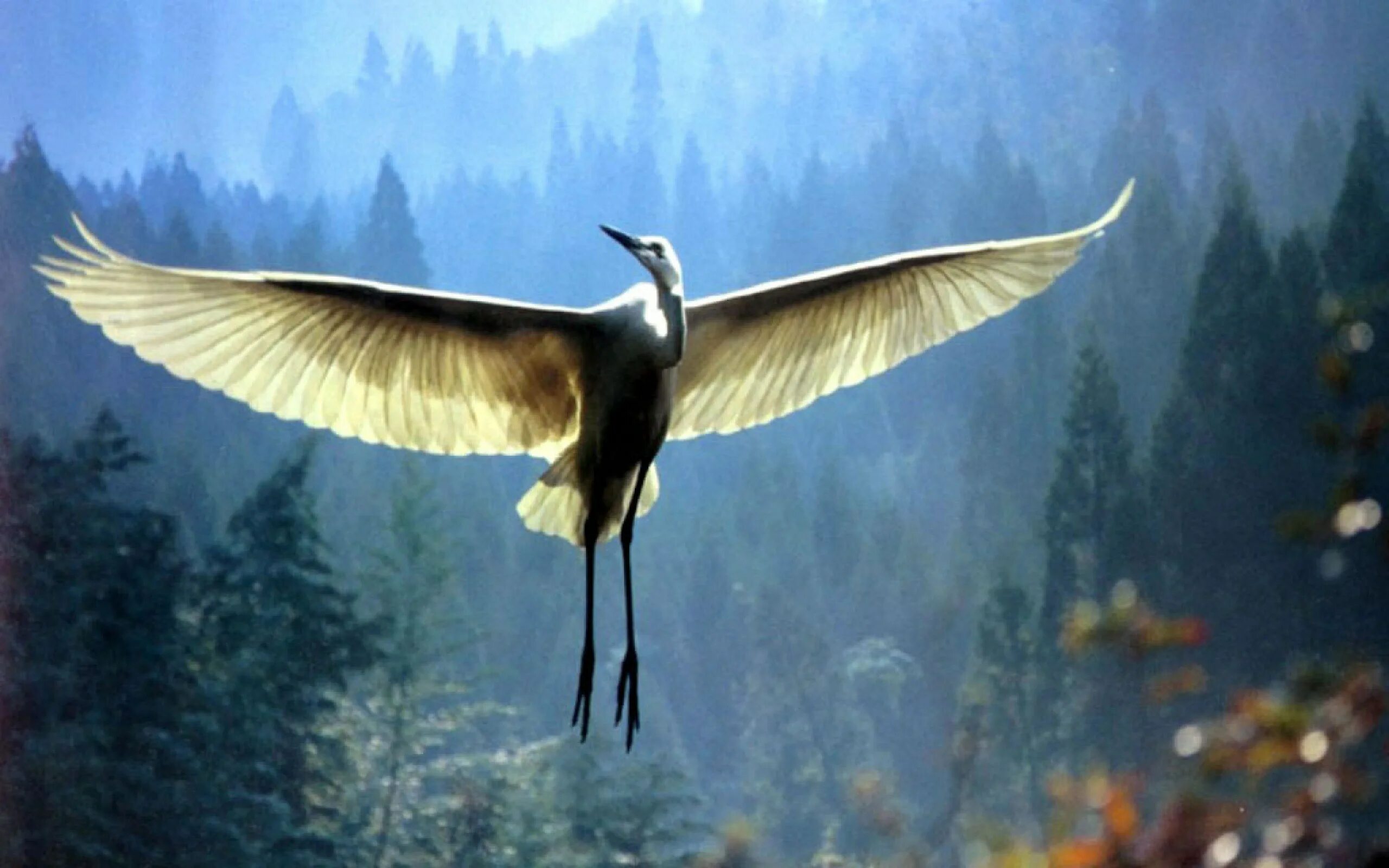 Птицы которые быстро машут крыльями. Птица машет крыльями. Чудо птица. Летающая птица машущая крыльями. Птицы яркие машут крыльями.