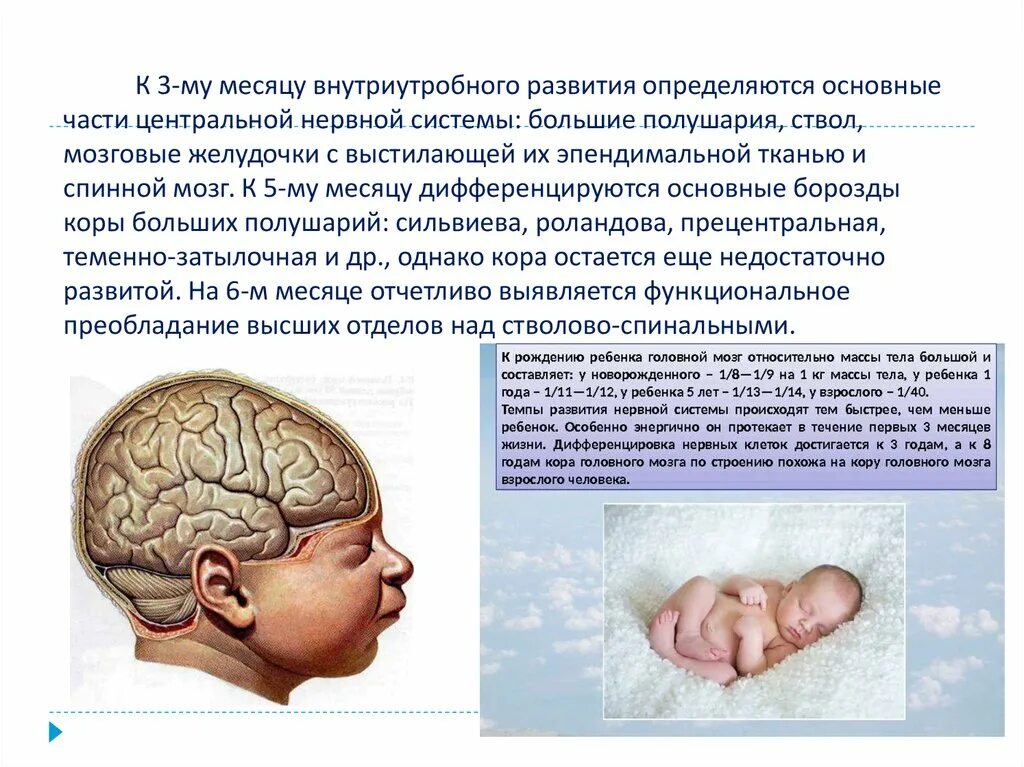 Формирование нервной системы у плода. Онтогенез нервной системы головного мозга. Формирование головного мозга внутриутробно. Внутриутробное развитие нервной системы. Нарушение развития головного мозга