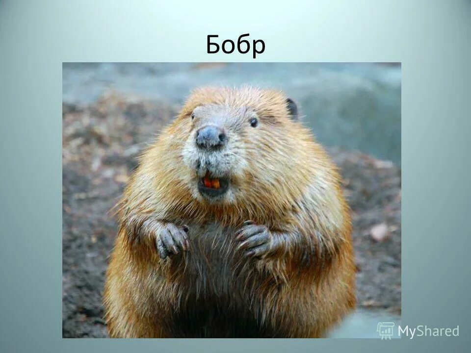 бобр речной обыкновенный. бобер. бобр 4. нутрия болотная. хатка ондатры.