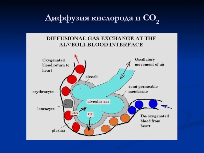 Диффузное дыхание характерно для. Диффузия кислорода в кровь. Диффузия кислорода. Диффузия кислорода в клетки. Диффузия кислорода в клетки тела.