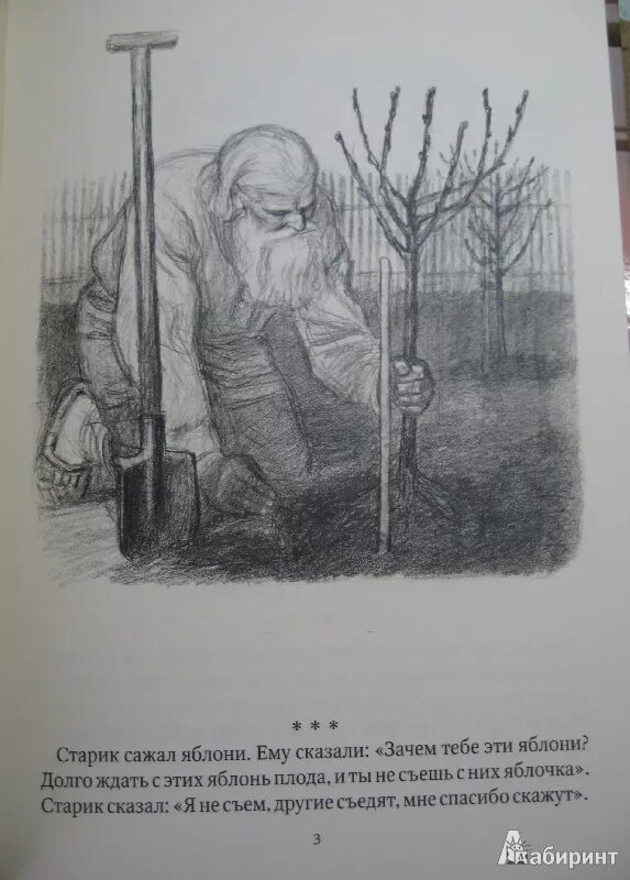История одной яблоньки. Старик и яблони. Толстой старик и яблони. Лев Николаевич толстой старик и яблони. Старик сажал яблони толстой.