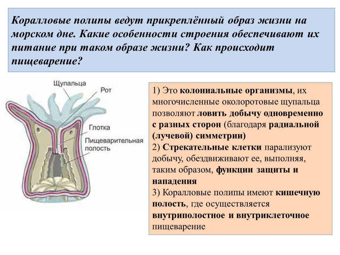 Коралловый полип прикрепленный образ жизни