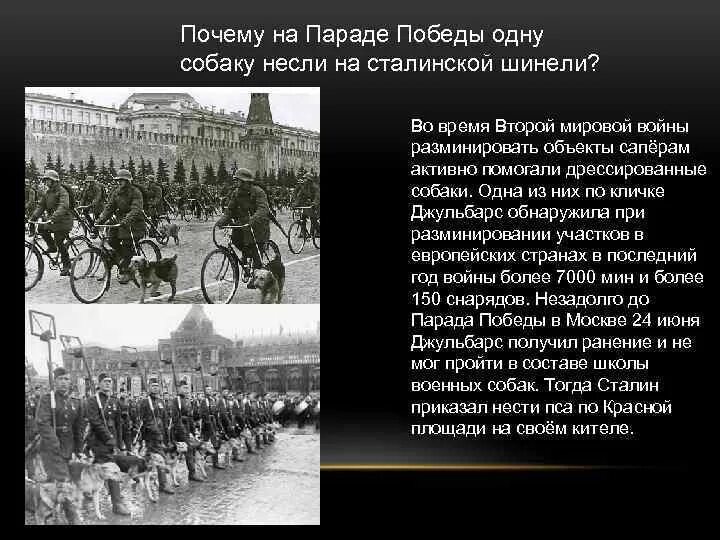 Зачем парад. Собака Джульбарс на параде Победы 1945 года на красной площади в Москве. Джульбарс на параде Победы на шинели Сталина. Собака Джульбарс на параде Победы 1945. Парад Победы 1945 года Сталин.