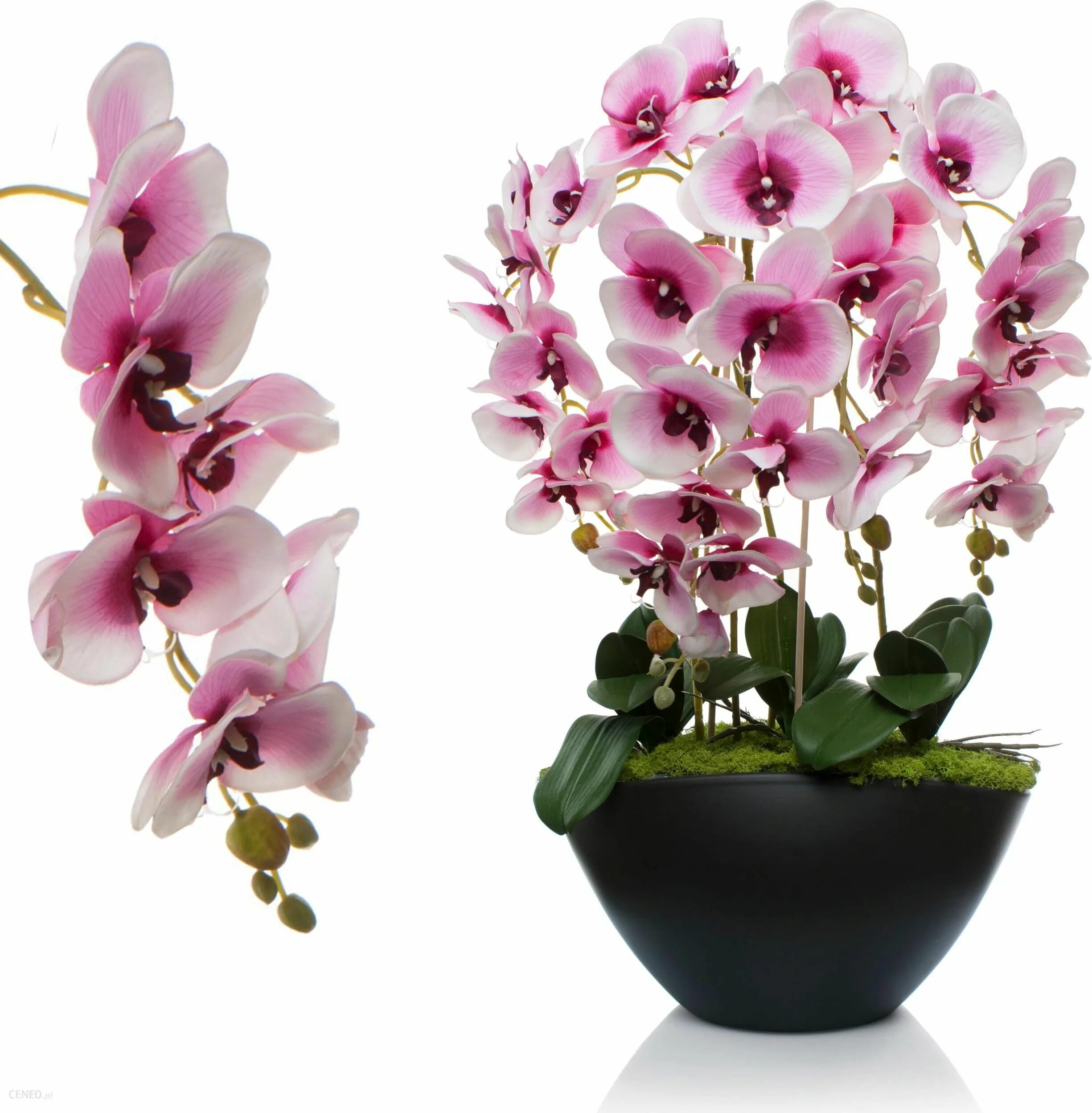 Уральская 77 Краснодар орхидеи. Орхидея горшечная. Miraflore Орхидея Geel. Красивые горшки для орхидей. Орхидеи в горшках новосибирск