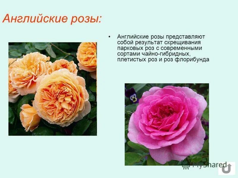 Английские розы отличие. Розы английские сорта для подмосковья. Английские розы отличие. Сорт розы эльф. Английские розы отличие.