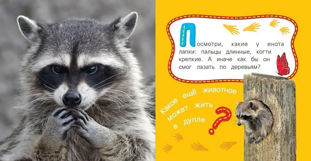 Как говорят еноты. Енот с книжкой. стихи про енотов. смешное стихотворение про енота. еноты с надписями.