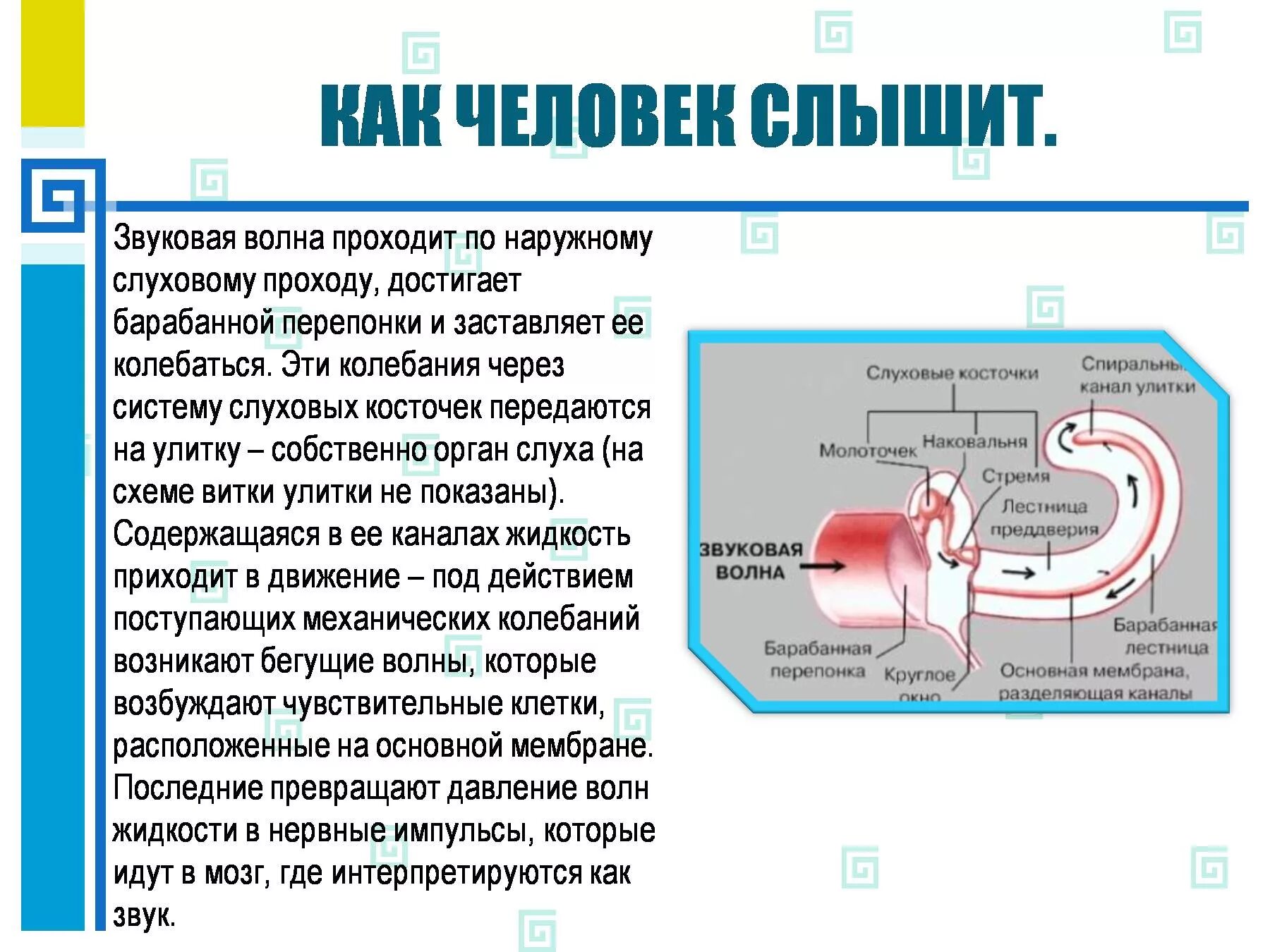 Преобразование звуковых волн. Колебания барабанной перепонки. Звуковой проход колебания барабанной перепонки. Преобразование звука в ухе. Путь прохождения звука через ухо.