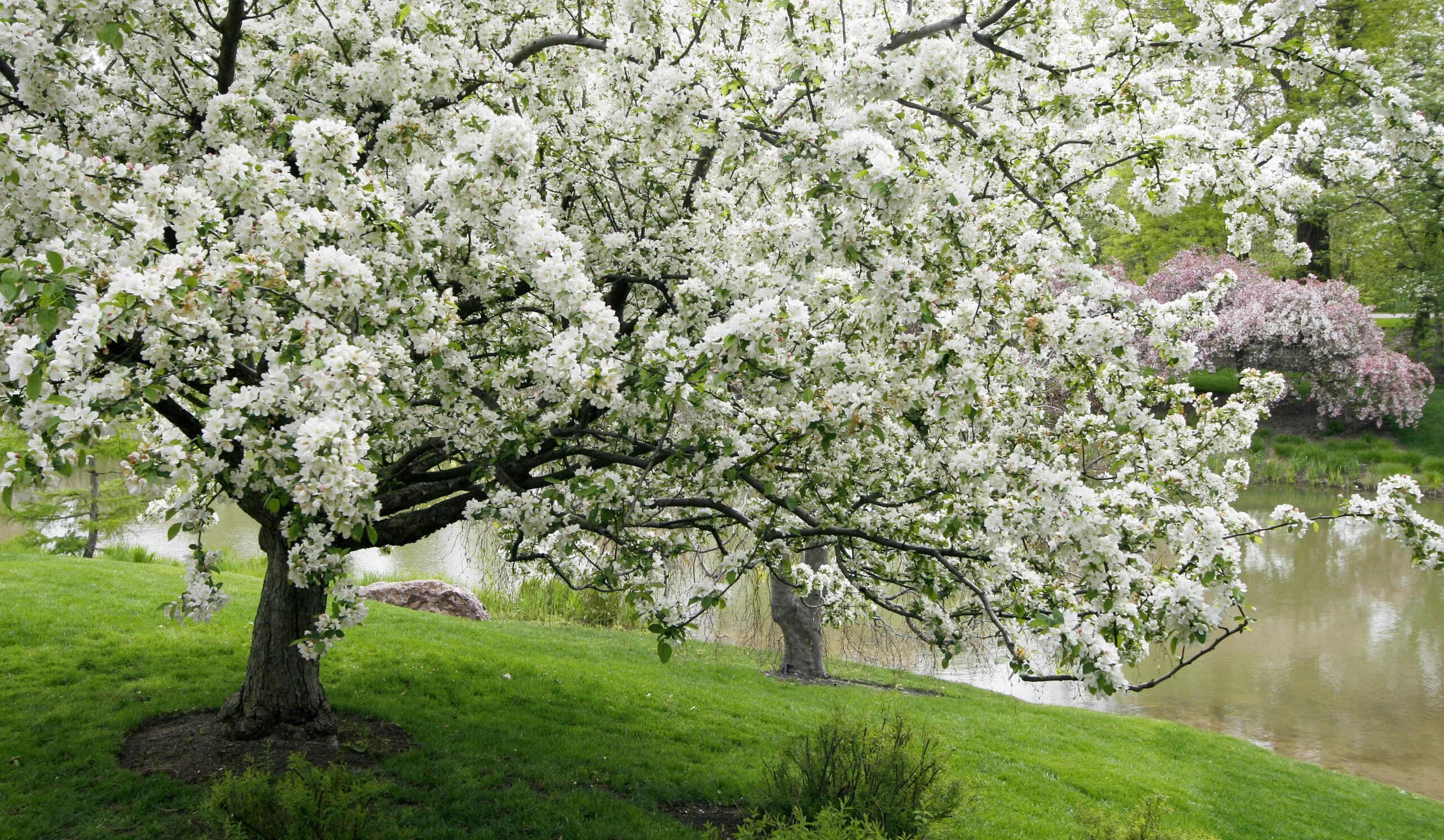 Crab apple tree
