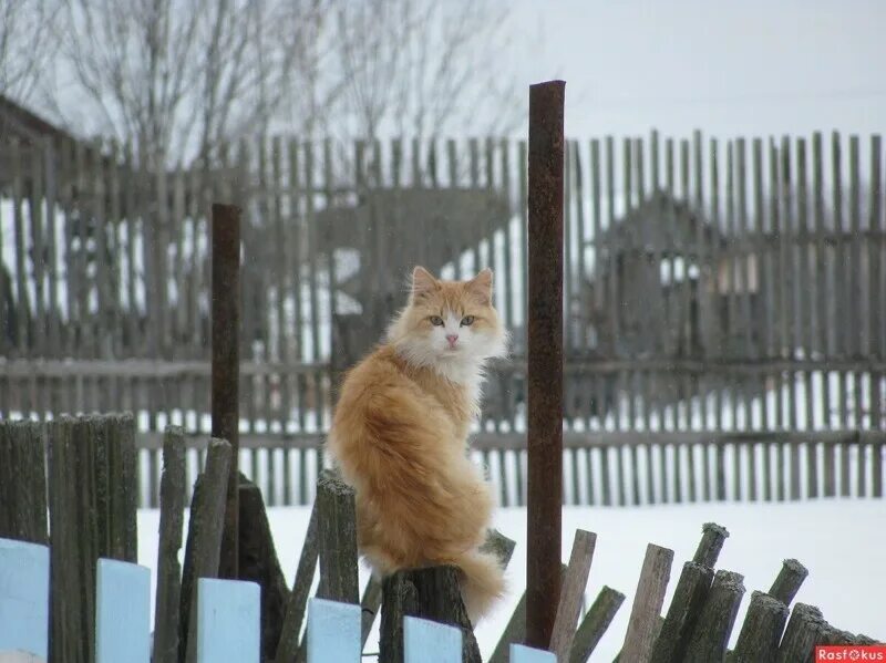 Рыжий кот на заборе. Рыжий кот на заборе зимой. Деревенский кот на заборе зимой. Деревенские коты.