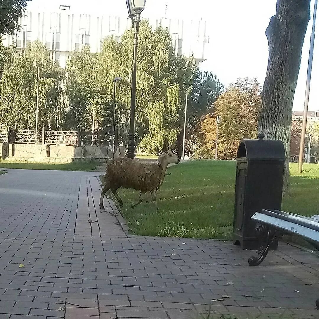 волк в овечьей шкуре. заблудшая барашка напугано бежишь. овца застряла в траншее. пастух с овечкой на руках. заблудшая барашка напугано бежишь.