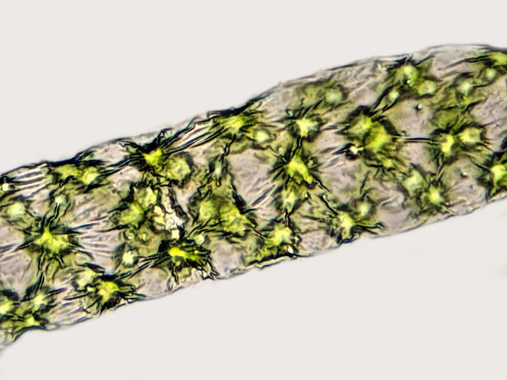 Спирогира имеет. Спирогира водоросль. Спирогира микропрепарат. Нить спирогиры под микроскопом. Спирогира сушеная.
