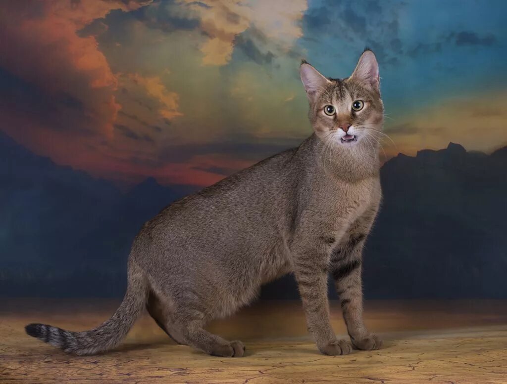 чаузи кошка ф1. абиссинская кошка чаузи ф1. чаузи f1. чаузи и абиссинская. чаузи кошка ф1.