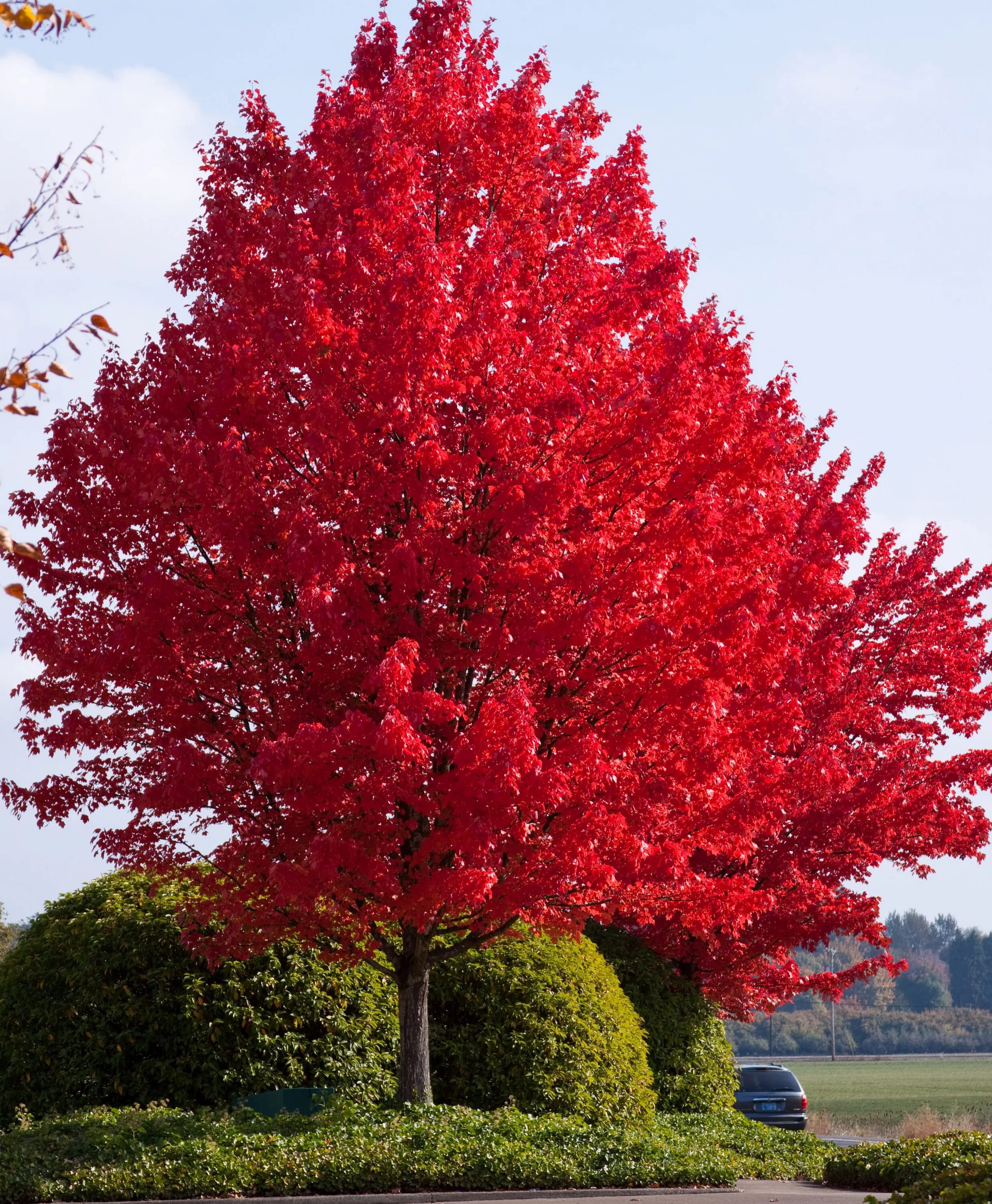Клен какое растение цветковое. Клен красный ред сансет. acer rubrum (клен красный) &#039;red sunset&#039;. клен красный acer rubrum. клен красный октобер глори.