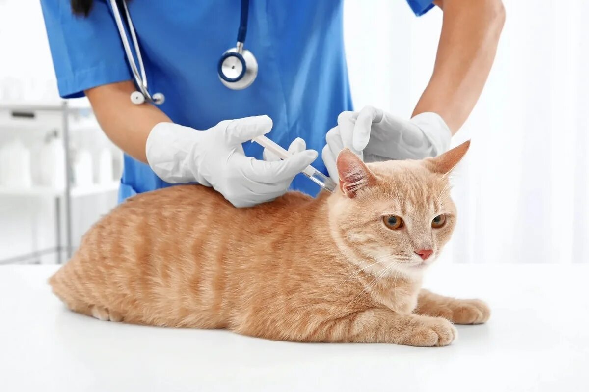 Где сделать бесплатную прививку кошкам. Вакцинация кошек. Кошка Ветеринария. Кот у ветеринара.