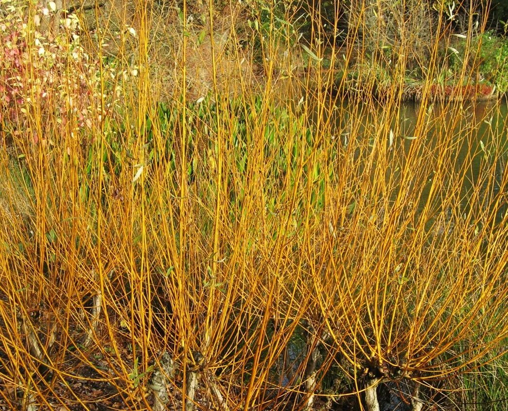 Ива золотистая. Ива Golden Ness. Salix Golden Ness. Саликс (Cornus). Salix Alba Golden Ness.