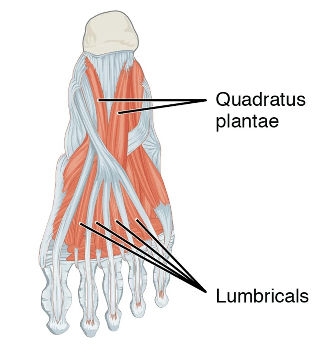 Длинный сгибатель стопы. Quadratus Plantae. Quadratus Plantae мышца. Короткий сгибатель пальца стопы. Сгибатели пальцев стопы.