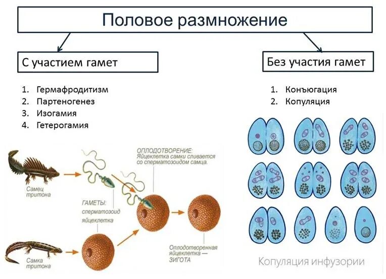 Половое размножение партеногенез. Половое размножение копуляция. Копуляция у простейших. Половое размножение конъюгация.