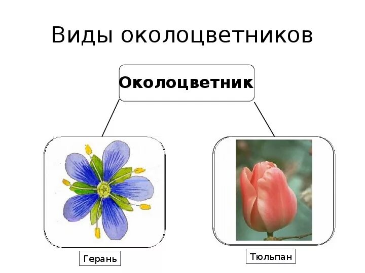 Околоцветник герань Болотная. Типы околоцветника. Виды околоцветника. Околоцветник тюльпана. Какой околоцветник изображен на рисунке