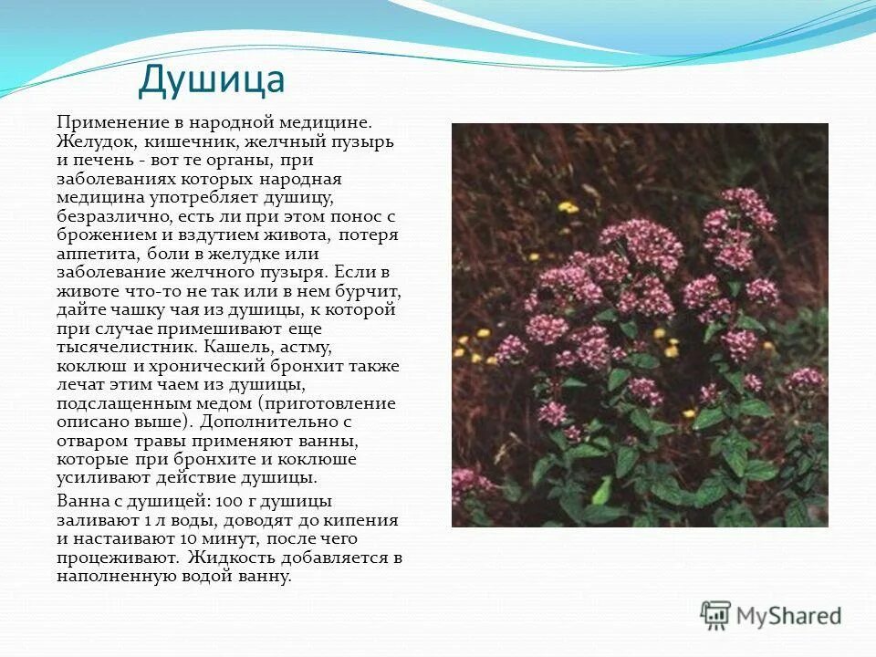 Душица обыкновенная лекарственные растения. Душица обыкновенная лрс. Душица обыкновенная лрс. Душица обыкновенная лрс. Душица от чего помогает.