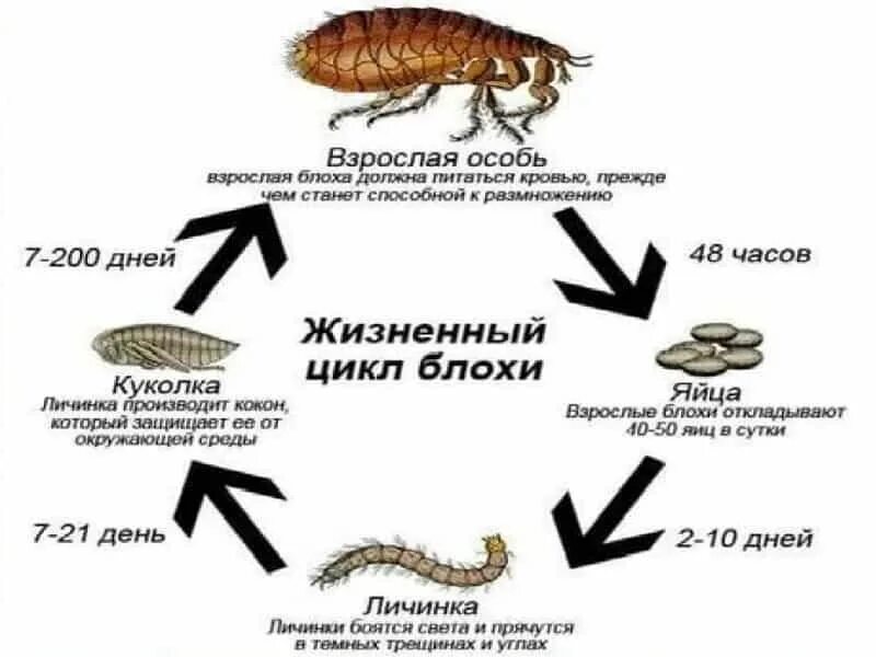 Как вывести земляных блох. Средство от земляных блох. Эффективное средство от земляных блох. Жизненный цикл блохи Земляной. Средство от земляных блох в квартире.