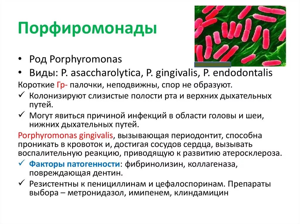 Bacteroides spp что это