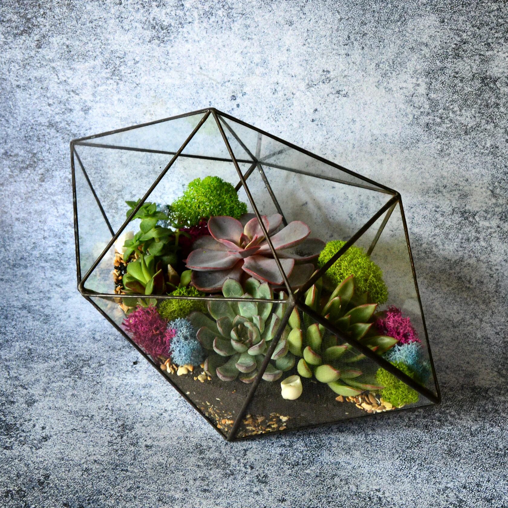 Флорариум в аквариуме. Флорариум-дрифтвуд. Хавортия флорариум. Пеперомия россо флорариум. Флорариум с суккулентами.