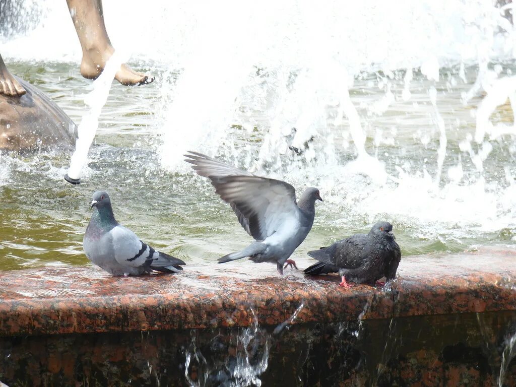 голуби купаются. голуби купаются в луже. голуби купаются. голубь моется. голубь весной.