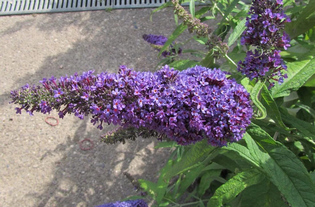 Будлея Давида. Буддлея Давида всходы. Buddleja crispa. Buddleja alternifolia. Будлея из семян выращивание в домашних условиях