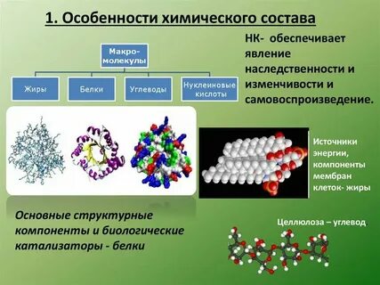 Химический состав клеток всех живых организмов