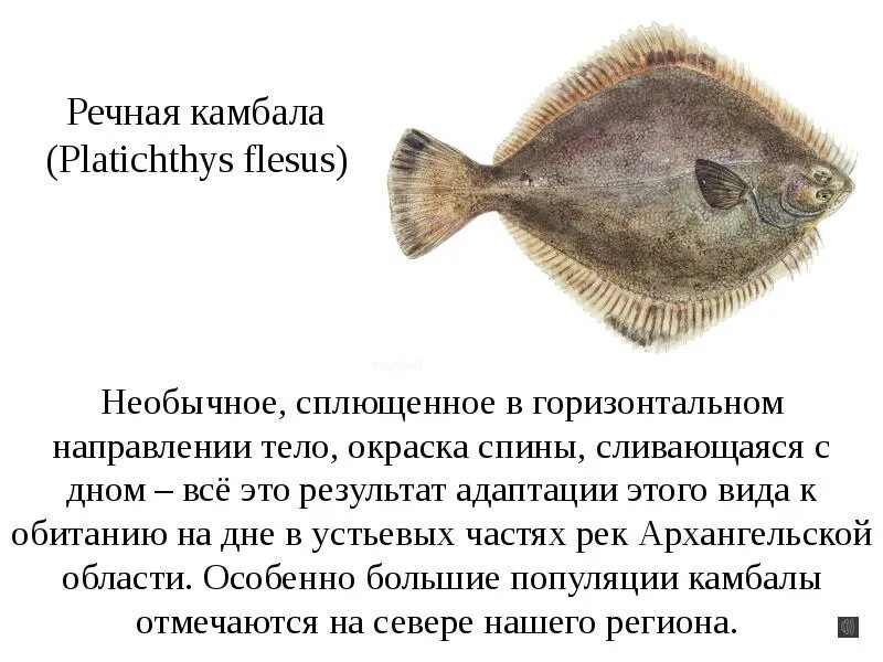 Камбала черты приспособленности. Тюрбо рыба. Камбала калкан черноморская. Камбала климат. Покровительственная окраска камбала.