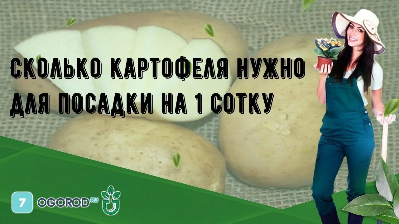 Сколько нужно картошки на сотку. Сколько надо картошки для посадки на 1 сотку. Сколько картофеля нужно для посадки на 1 га. Количество картофеля для посадки на 1 сотку. Сколько нужно картофеля для посадки на 2 сотки.