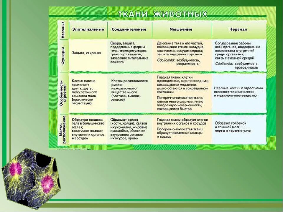 Таблица ткани растений и животных 5 класс биология. Ткани растений и животных 6 класс биология таблица. Таблица ткани животных 7 класс биология. Таблица ткани животных 6 класс биология.