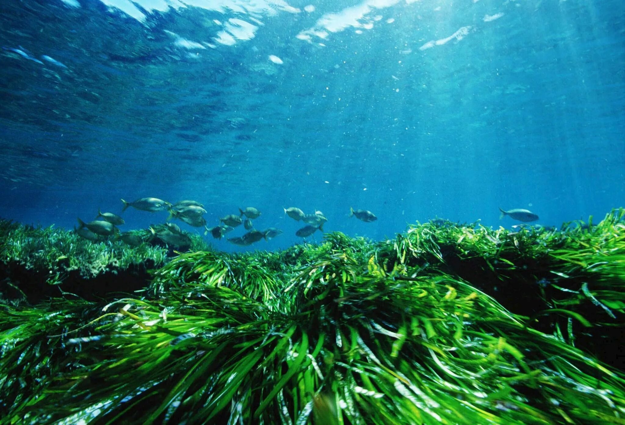 водоросли в морях и океанах. водоросли в морях и океанах. водоросли в рифах. морская трава посидония. водоросли в морях и океанах.