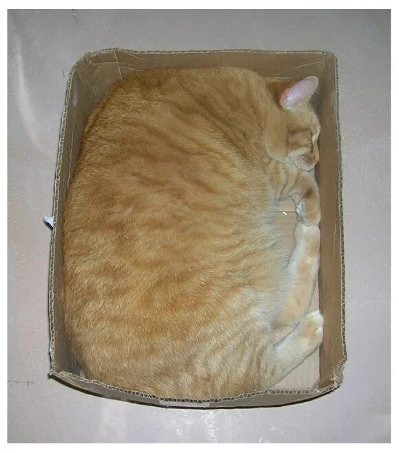 Котик из квадрата ткани. Кот за стеклом. Квадратный кот. Кот квадратик. Кот квадратик.