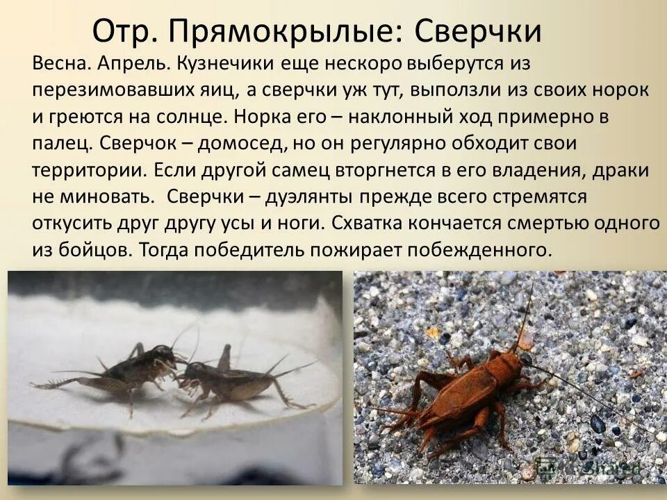 Сообщение на тему прямокрылые. Представители сверчков. интересные факты о сверчках. классификация прямокрылых. презентация на тему прямокрылые.