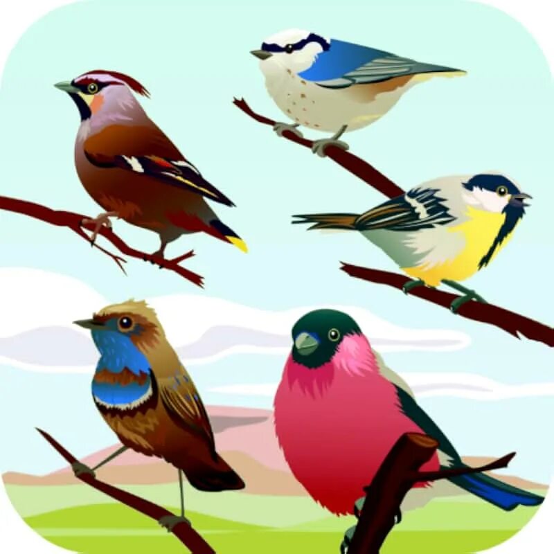 Звуки птиц. Птицы со звуком р. Дикие птицы со звуком р'. Картина со звуком птиц.