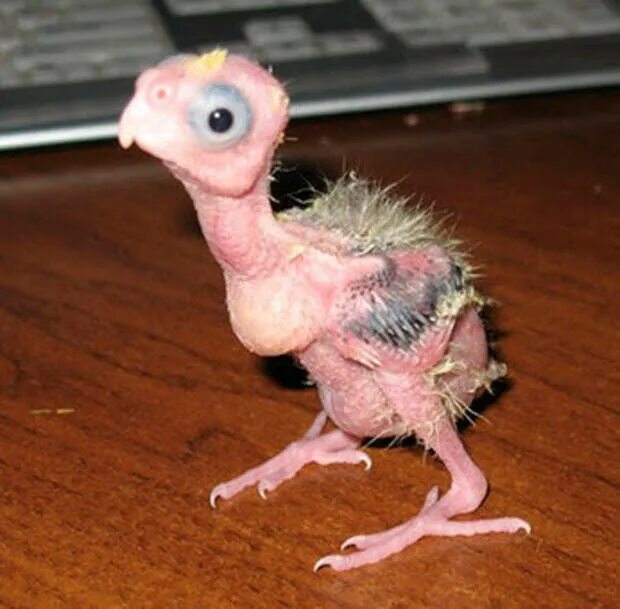 Человек животное без перьев