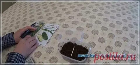 Семена тепла