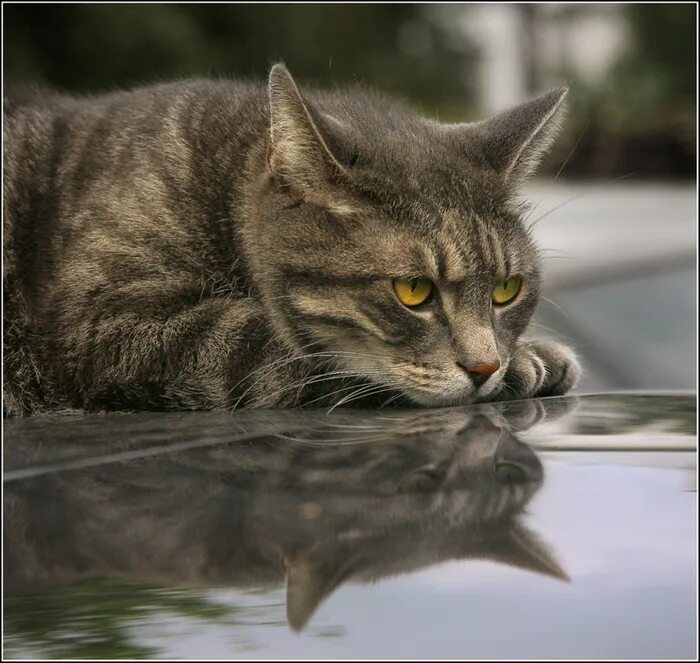 кошка ночью. ухоженная кошечка. рыжий котёнок на улице. кот в темноте. кот ушел красиво.