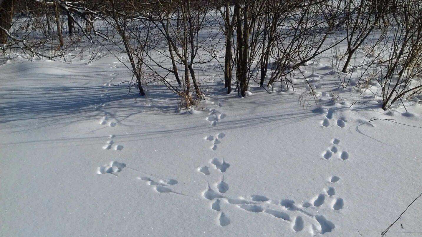 Зимний маршрутный учет. ЗМУ зимний маршрутный учет. Следы животных в лесу на снегу. Следы охотничьих животных. Звериные следы на снегу.